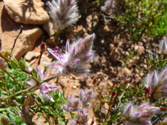 Ptilotus whitei
