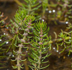 Myriophyllum simulans