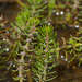 Myriophyllum simulans - Photo (c) Chris Clarke, some rights reserved (CC BY), uploaded by Chris Clarke