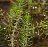 Myriophyllum simulans - Photo (c) Chris Clarke, some rights reserved (CC BY), uploaded by Chris Clarke