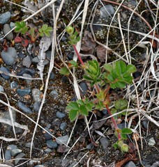 Potentilla stolonifera
