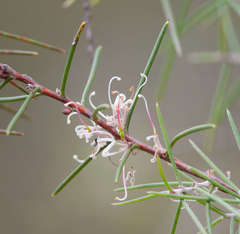 Hakea decurrens physocarpa