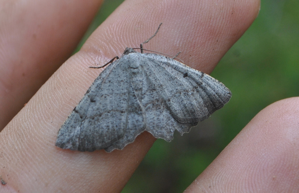 Ortaliella gruneraria