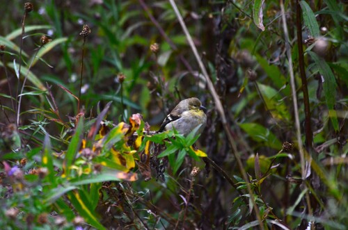 American Goldfinch