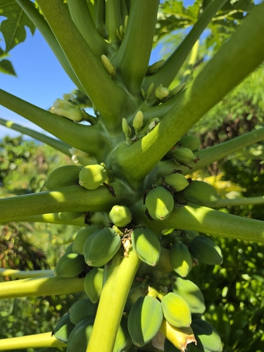 Carica papaya observed 2026-10-11