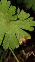 Agromyza nigrescens