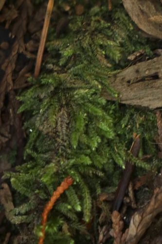 Isopterygium observed 2026-10-11