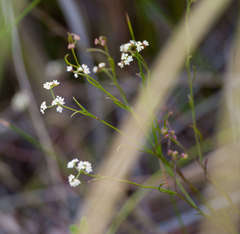 Platysace heterophylla heterophylla