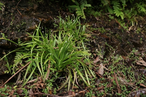 Eriocaulon sexangulare observed 2026-10-11