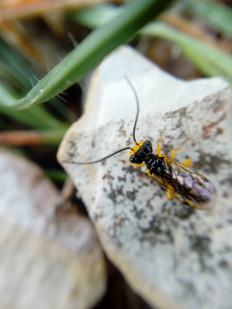 Onycholyda kervillei