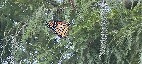 Monarch
