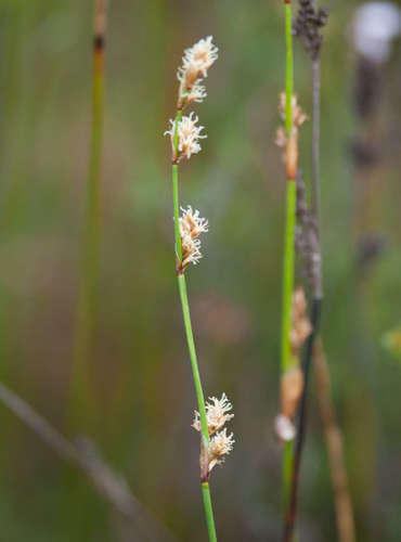erect scale-rush (Lepyrodia muelleri)
