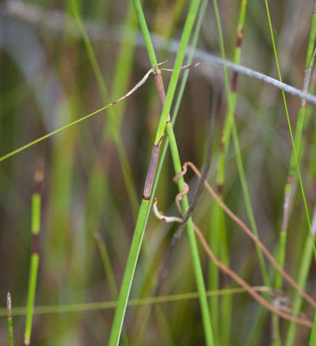 Image of Lepyrodia muelleri by (c) Chris Clarke, some rights reserved (CC BY)