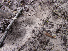 Myrmeleon formicarius