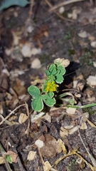 Trifolium dubium