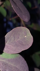 Liosomaphis berberidis