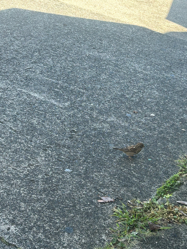Passer domesticus observed 2026-10-11