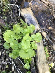 Micranthes nelsoniana aestivalis