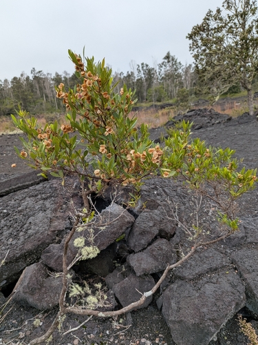 Dodonaea viscosa observed 2026-10-01