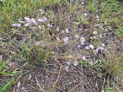 Erigeron divergens, 2026-10-11