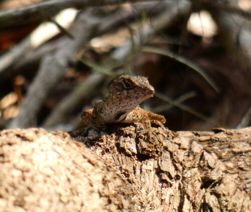 Brown Anole