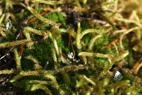 Antitrichia curtipendula observed 2026-10-11