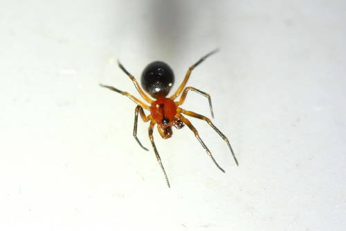 Trematocephalus cristatus