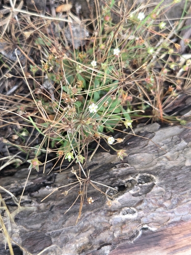 Androsace septentrionalis, 2026-10-11