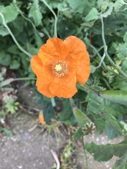 Eschscholzia californica