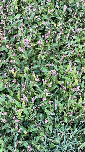 low smartweed