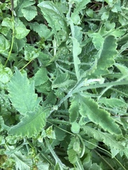 Eschscholzia californica