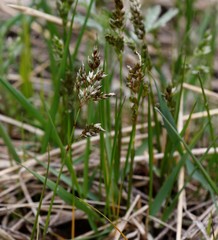 Anthoxanthum glabrum