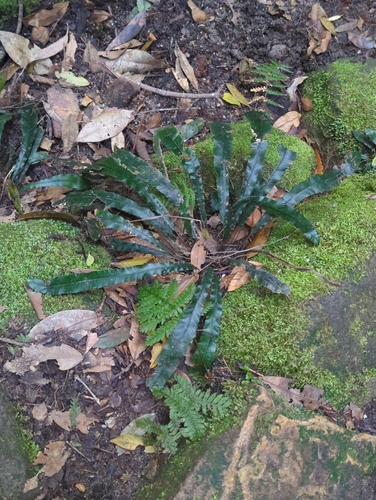 Austroblechnum patersonii observed 2026-10-08