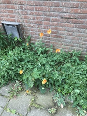 Eschscholzia californica