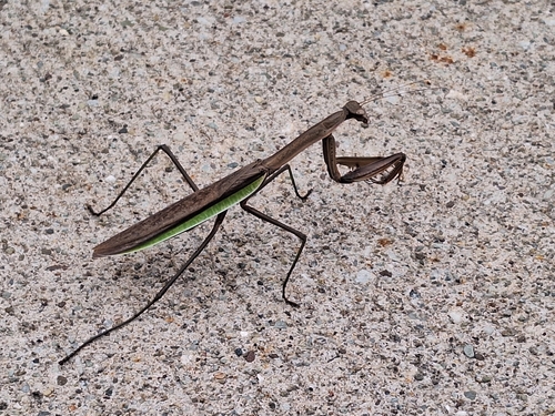 Chinese Mantis