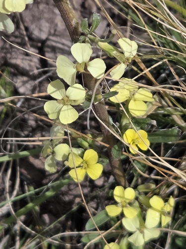 Erysimum capitatum, 2026-10-11