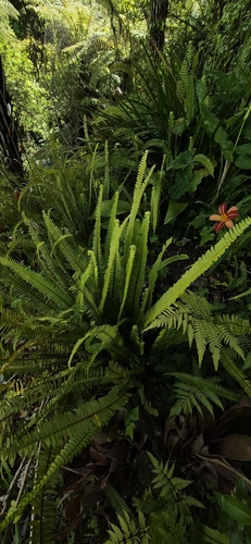 Nephrolepis cordifolia observed 2026-10-06