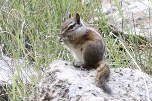 Gray-collared Chipmunk