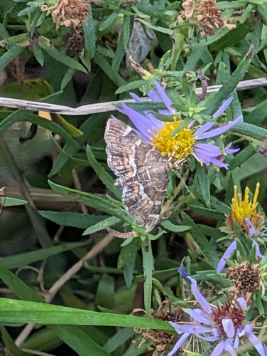 Spotted Beet Webworm Moth
