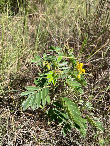 Lindheimer's Senna