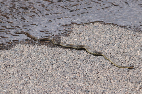 Western Terrestrial Garter Snake