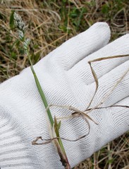 Anthoxanthum glabrum