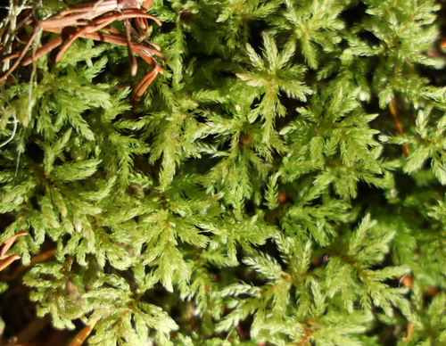 Leucolepis acanthoneura observed 2026-10-11