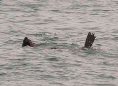 Arctocephalus pusillus