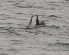 Arctocephalus pusillus