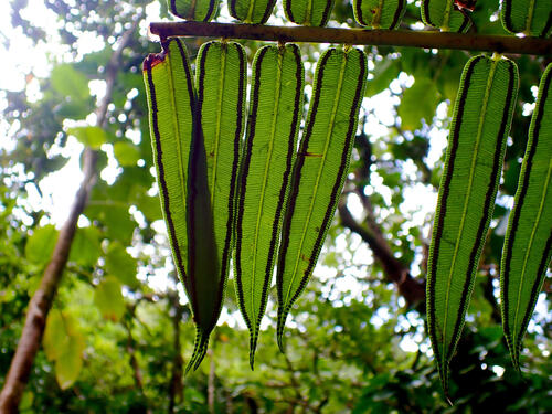 Angiopteris evecta observed 2026-10-10