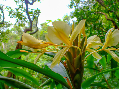 Hedychium flavescens observed 2026-10-10
