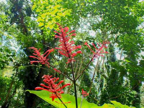 Odontonema cuspidatum observed 2026-10-10