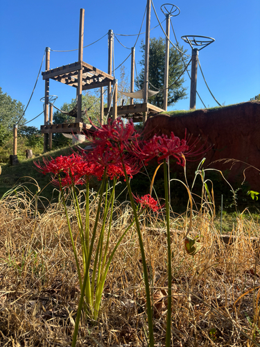 red spider lily