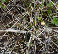 Anthoxanthum glabrum